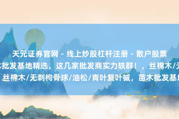 天元证券官网 - 线上炒股杠杆注册 - 散户股票配资怎么开户 2025苗木批发基地精选，这几家批发商实力轶群！，丝棉木/无刺枸骨球/油松/青叶复叶槭，苗木批发基地批发商保举分析